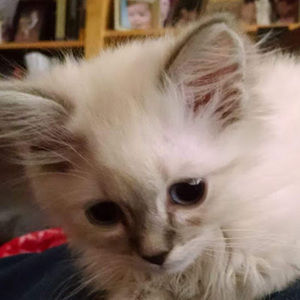 Meet your Posher, Ryleigh